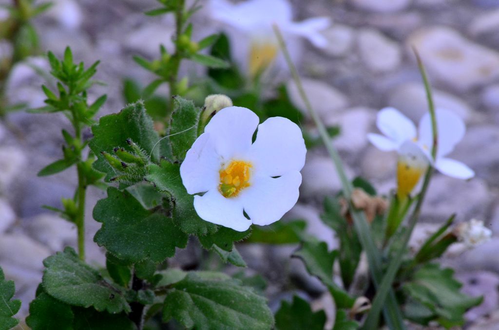 Chaenostoma cordatum (Lamiales - Scrophulariaceae)